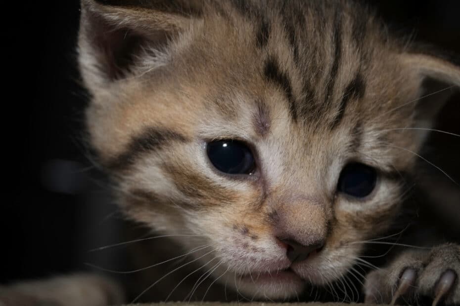 Wie sehen neugeborene Katzen aus | Katzenbabys