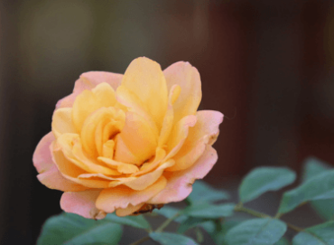 Eine Orange Gelbe Rose - Was ist bedingungslose Liebe